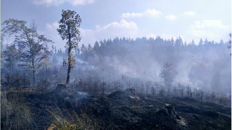 Požár lesa Hrabačov 1