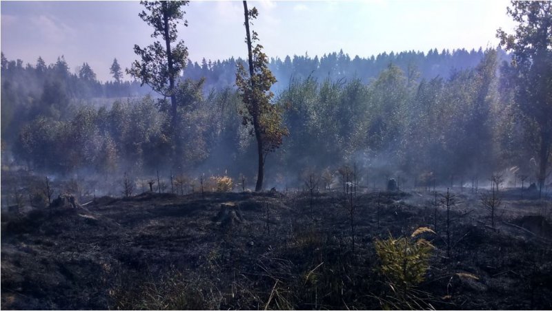 Požár lesa Hrabačov 5