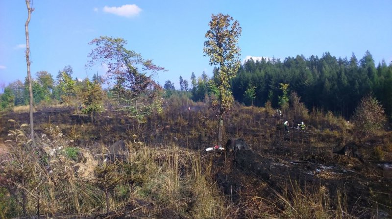 Požár lesa Hrabačov 7