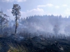 Požár lesa Hrabačov 1