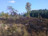 Požár lesa Hrabačov 7